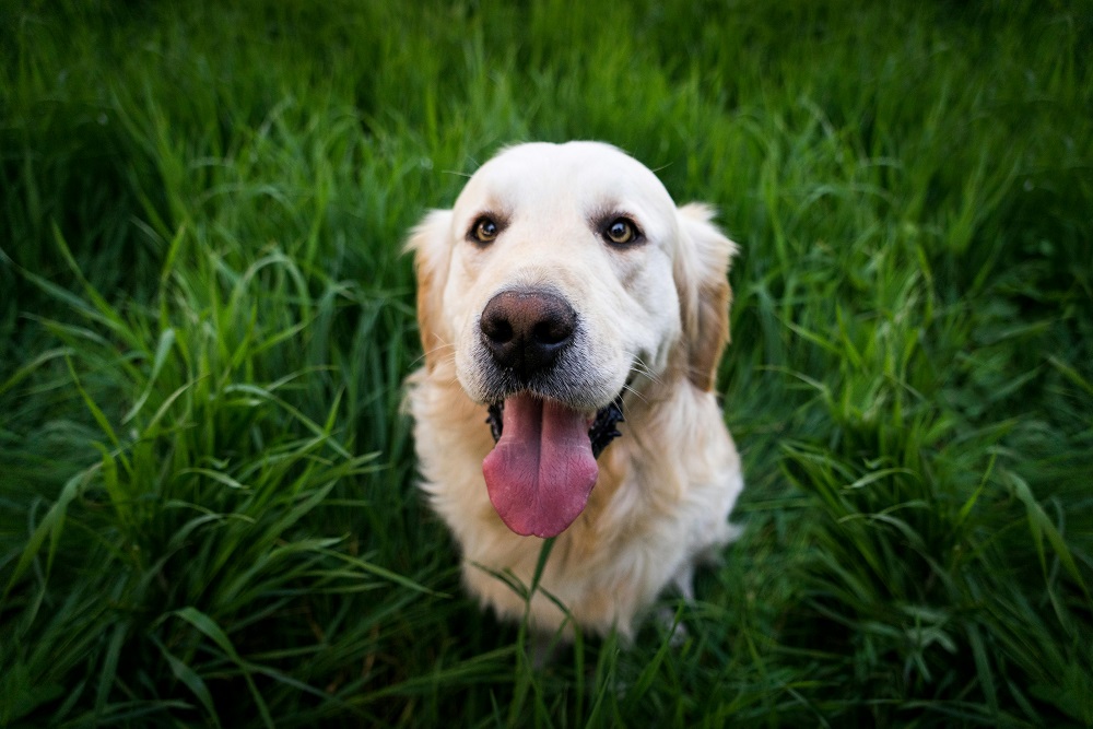 Pets welcome